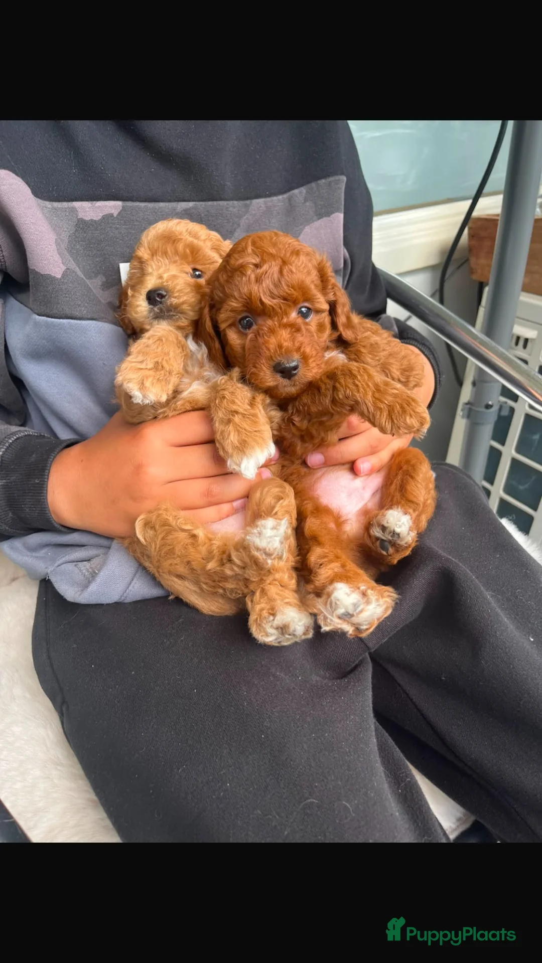 Poedel Toy honden te koop: 2 Toypoedel reutjes - Advertentie 2