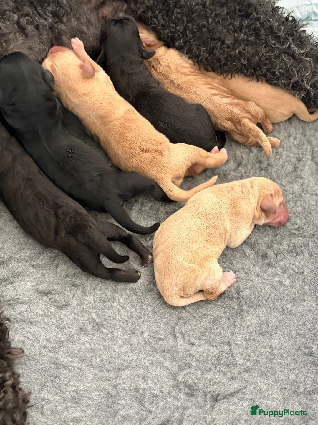 Labradoodle honden te koop: Lieve labradoodle pups  - Advertentie 2