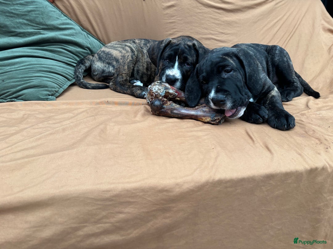 Kruising honden te koop: Mooie Presa/Fila 🥰 mastiff pups zoeken personeel  - Afbeelding 11