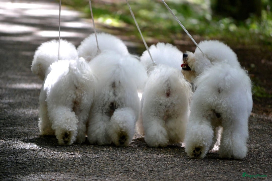 Galerij afbeelding {{count}}