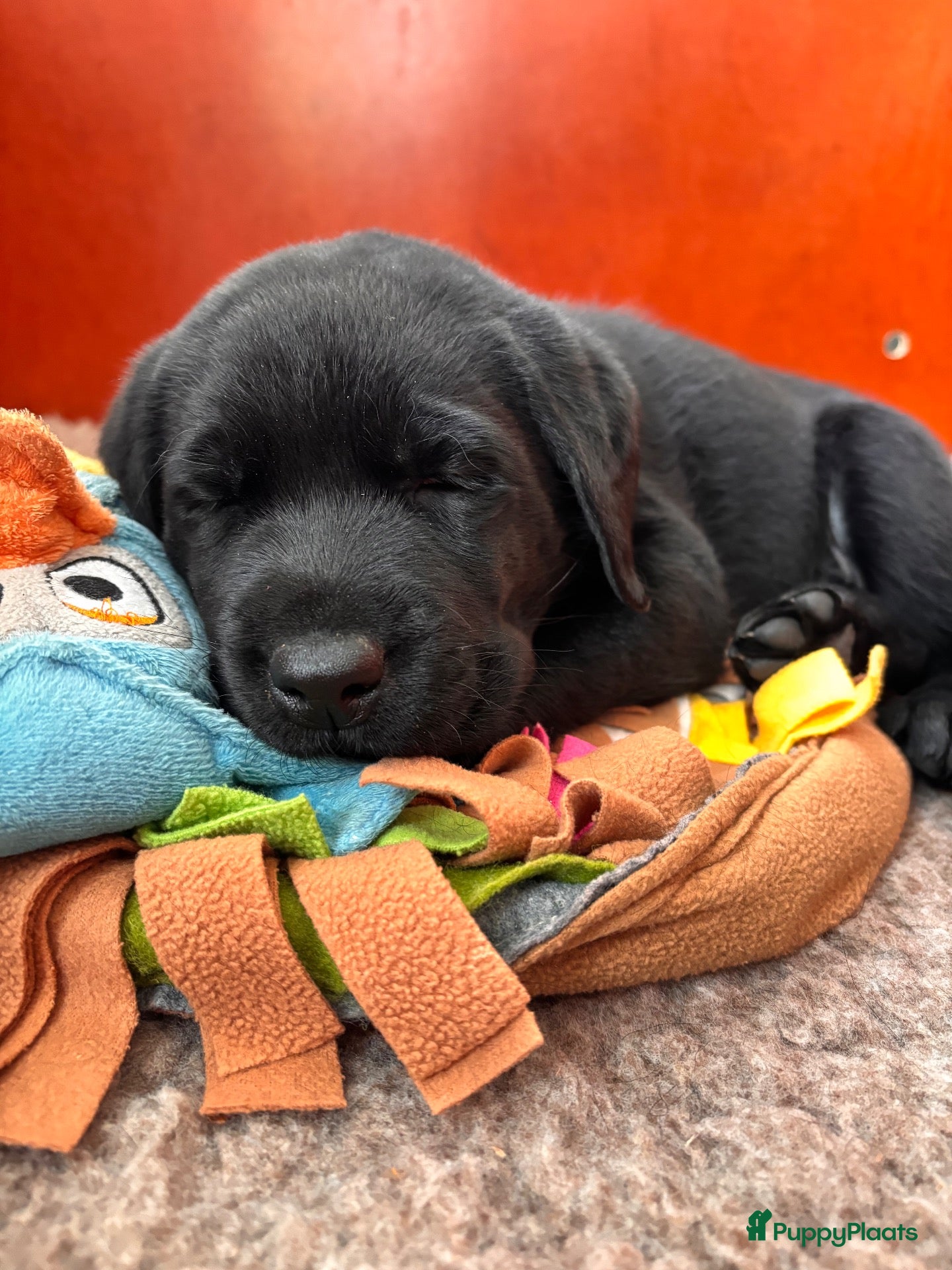 Labrador Retriever honden te koop: Zwarte Labradorpups  - Advertentie 1