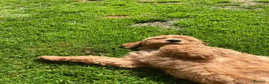 Australian Labradoodle Puppy 5