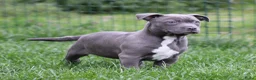 American Staffordshire Terriër honden te koop: Amerikaanse Stafford pup - Advertentie 1