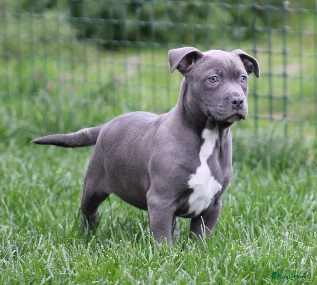 American Staffordshire Terriër honden te koop: Amerikaanse Stafford pup - Advertentie 1