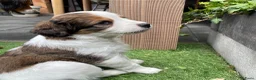 Kooikerhondje honden te koop: Kooiker pups Kooikerhondje  - Advertentie 21
