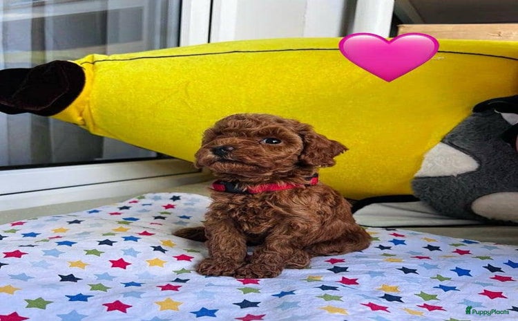 Poedel Toy honden - Advertentie 1
