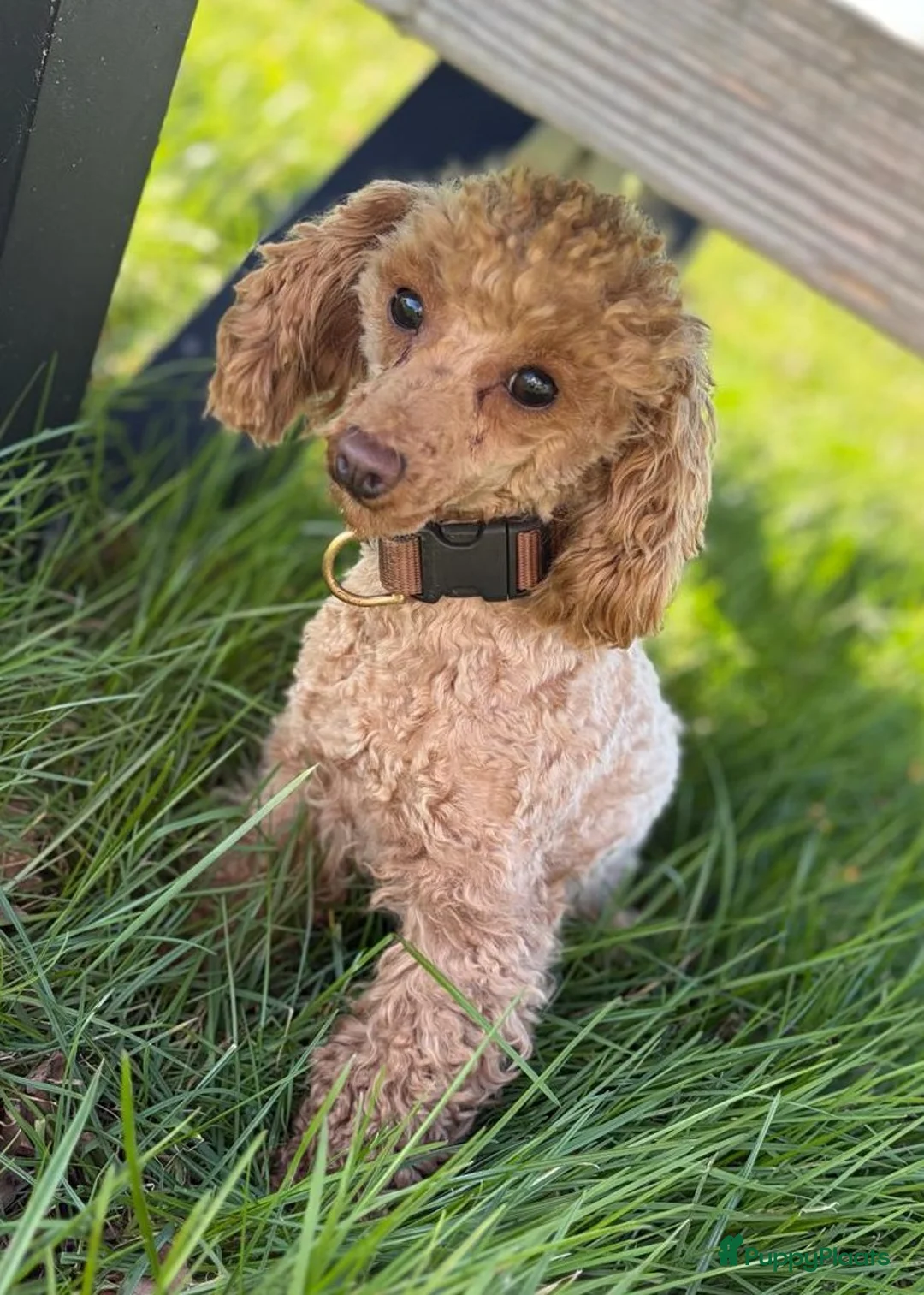 Poedel Toy honden te koop: Te verwachten: Toypoedel pups - Advertentie 2