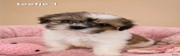Malshi honden te koop: Kleinblijvende boomer pups.Minimaltezer x shih tzu - Advertentie 7
