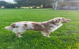 Australian Shepherd honden te koop: Prachtige Aussie Pups in Hulten - Afbeelding 5