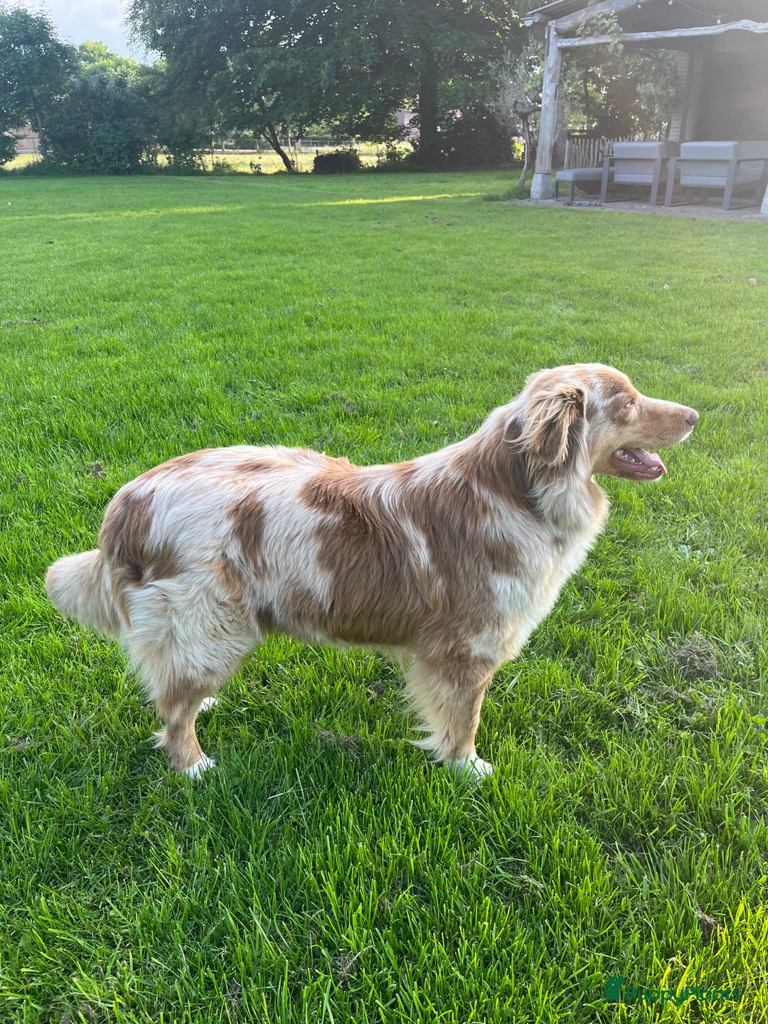 Australian Shepherd honden te koop: Prachtige Aussie Pups in Hulten - Afbeelding 5