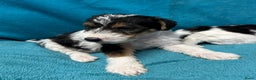 Fox Terriër Draadhaar honden te koop: Fox terrier draadhaar pups - Advertentie 4