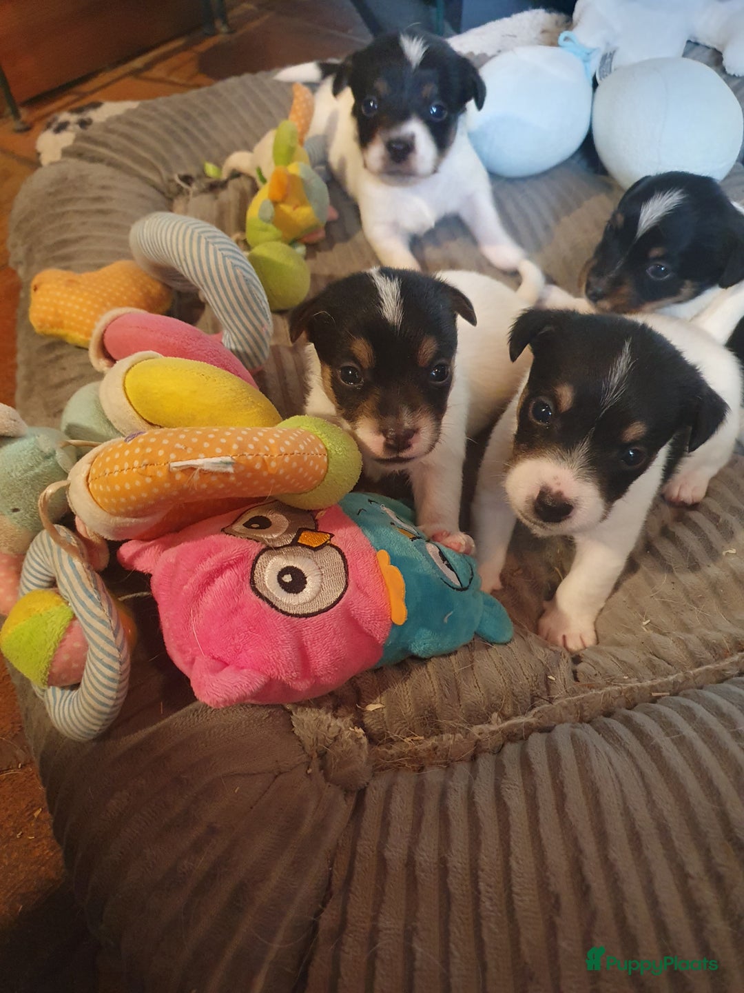 Jack Russel Terriër honden te koop: Lieve ruwharige JACK RUSSELTJES Laagbenig, dď - Afbeelding 13