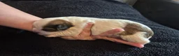 Boomer honden te koop: 5 gezonde puppy's geboren - Advertentie 6