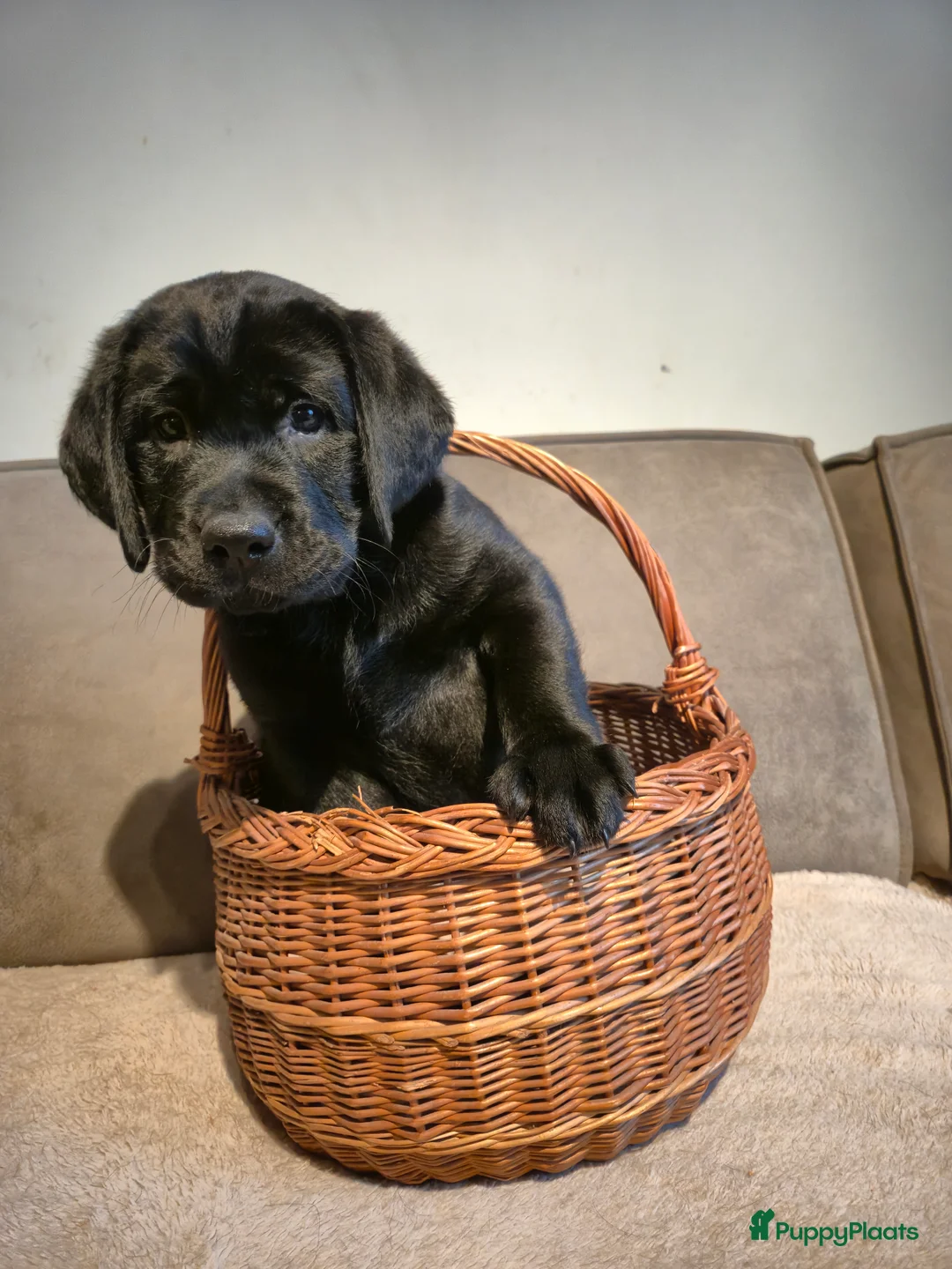 Labrador Retriever honden te koop: Labrador Retriever pup teefje - Advertentie 1