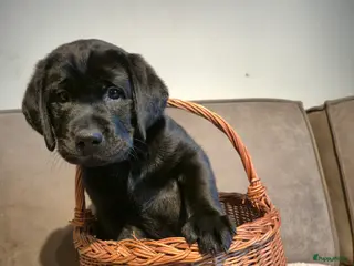 Labrador Retriever honden Labrador Retriever pup teefje - Advertentie 1