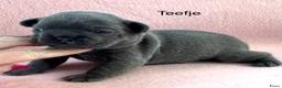 Franse Bulldog honden te koop: Franse bulldog pups , beide ouders aanwezig  - Advertentie 4