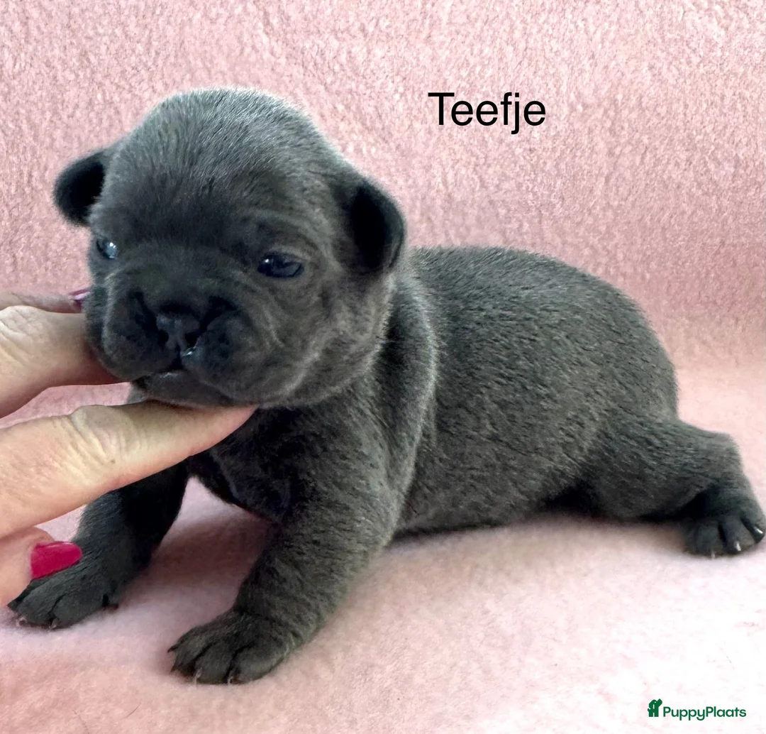 Franse Bulldog honden te koop: Franse bulldog pups , beide ouders aanwezig  - Advertentie 4