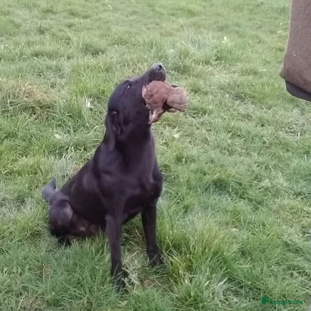 Labrador Retriever honden te koop: Field trial labrador pups  - Advertentie 5