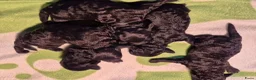 Dwergpoedel honden te koop: Mooie Dwergpoedel pups - Advertentie 3