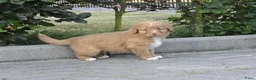 Nova Scotia Duck Tolling Retriever honden te koop: Nova Scotia Duck Tolling Retriever pups # Toller - Advertentie 13