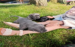 Cane Corso honden te koop: Cane corso pups in Welsum - Afbeelding 5