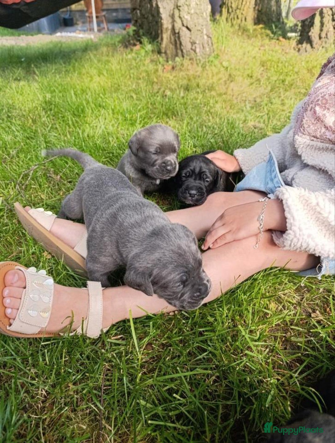 Cane Corso honden te koop: Cane corso pups in Welsum - Afbeelding 5