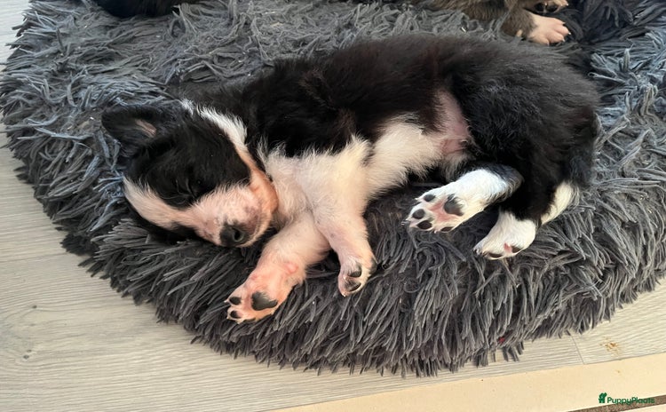 Border Collie honden - Advertentie 2