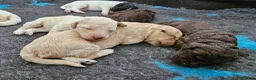 Kruising honden te koop: Leuke medium doodle pups zoeken gouden mandje! - Advertentie 7