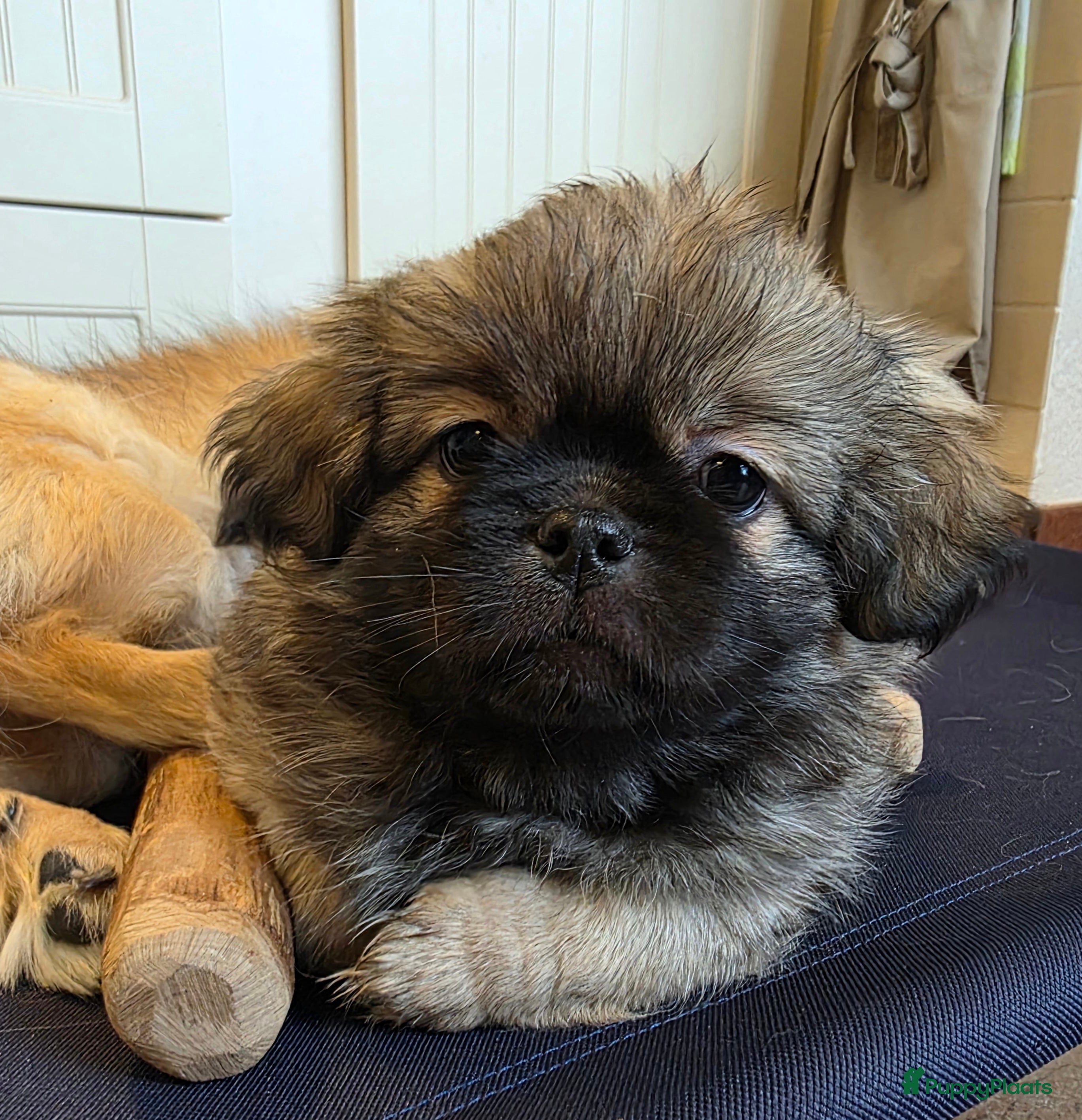 Tibetaanse Spaniel honden Tibetaanse spaniel, nog 1 pup beschikbaar (Groning - Advertentie 1