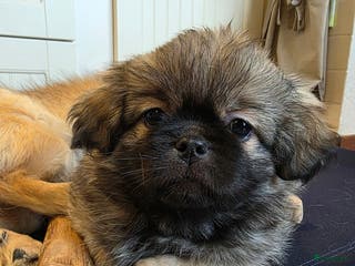 Tibetaanse Spaniel honden Tibetaanse spaniel, nog 1 pup beschikbaar (Groning - Advertentie 10