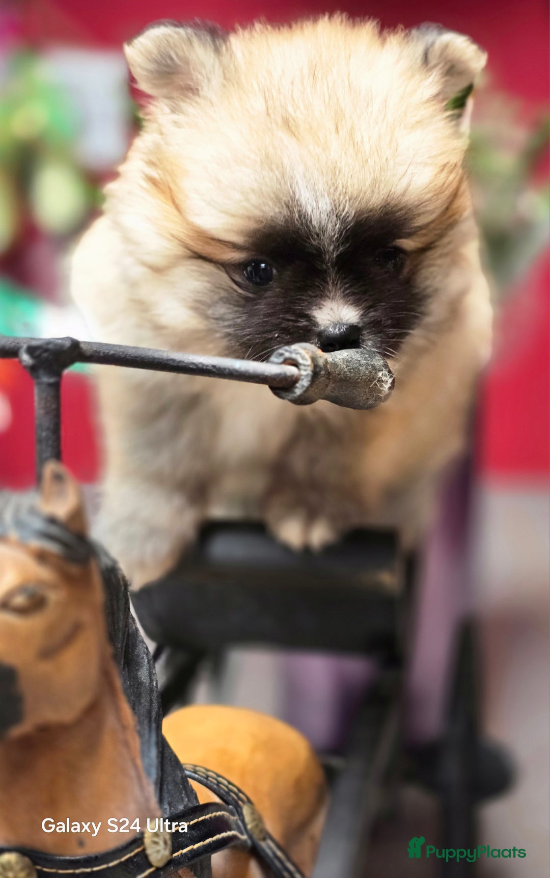 Pomeriaan honden te koop:  Te koop: Pomeranian pups met FCI-stamboom  - Afbeelding 9