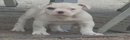 Amerikaanse Bulldog honden te koop: 2 prachtige reutjes uit mooie combinatie - Advertentie 3