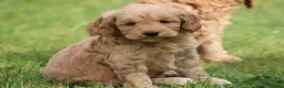 Cockapoo honden te koop: Knappe Cockapoo pups. - Advertentie 9