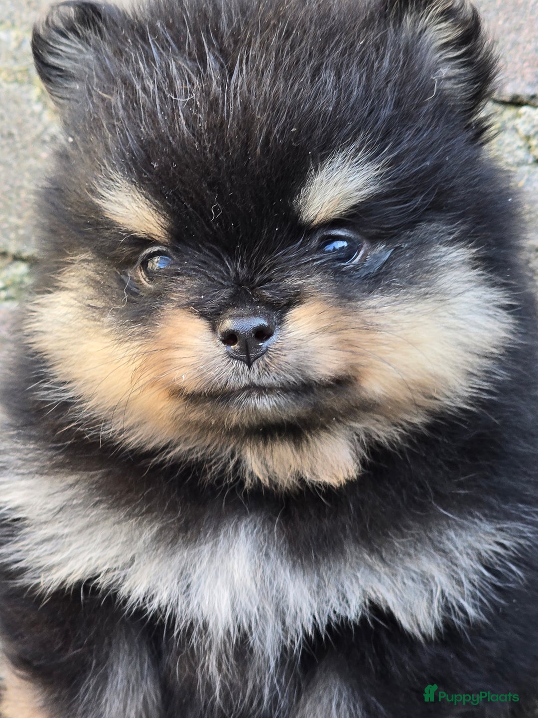 Pomeriaan honden te koop: Te koop prachtige pomeriaan pups in Veenendaal - Afbeelding 7