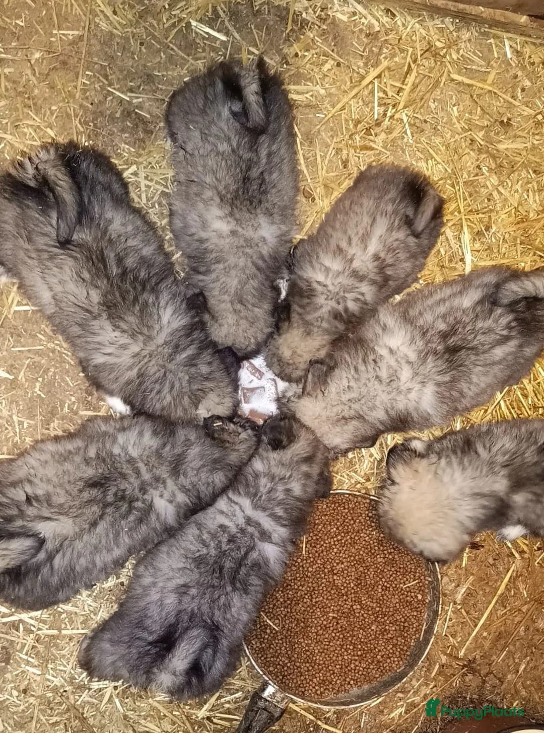 Keeshond honden te koop: Keeshond wolfsgrauw. Grijs. Blauw. - Advertentie 22