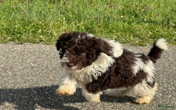 Spaanse Waterhond honden te koop: Spaanse Waterhond pups - Afbeelding 16