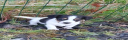 Jack Russel Terriër honden te koop: Zuiver gefokte JACK RUSSELTJES ruw + Broken + glad - Advertentie 7