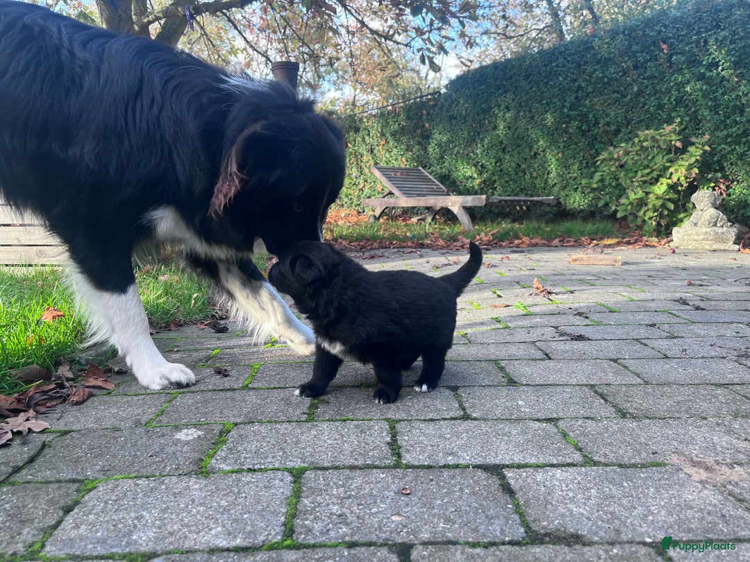 Kruising honden te koop: Lieve duitse herder x border collie pups - Advertentie 8