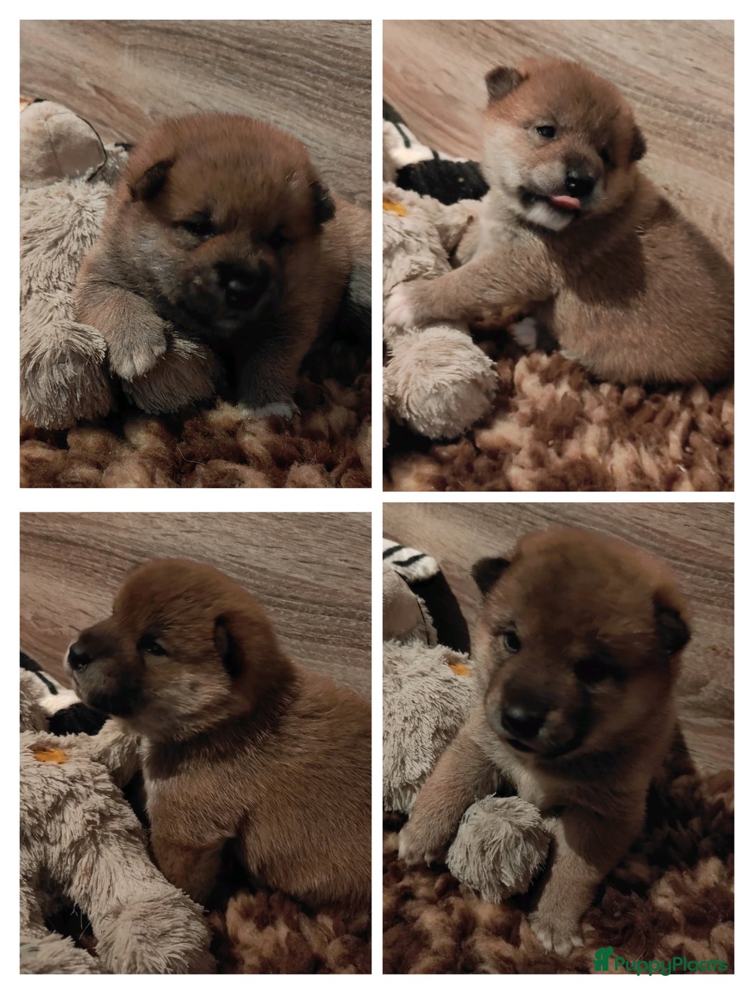 Shiba honden te koop: Shiba Inu pups met FCI stamboom - Advertentie 10