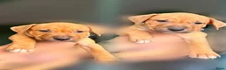 American Staffordshire Terriër honden te koop: Amerikaanse Stafford pups  - Advertentie 6