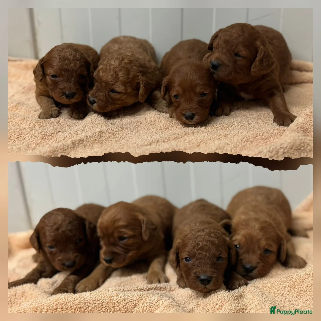Cavapoo honden te koop: Prachtige Cavapoo pups beschikbaar  - Advertentie 19