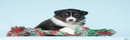 Australian Shepherd honden te koop: Australian Shepherd pups - Advertentie 4