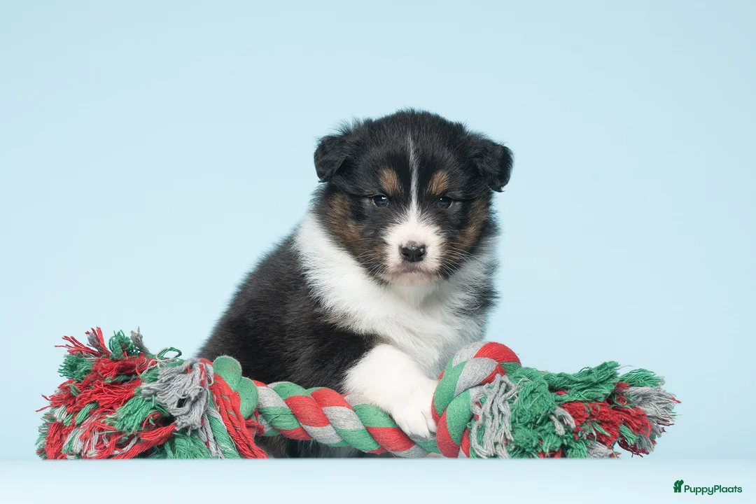 Australian Shepherd honden te koop: Australian Shepherd pups - Advertentie 4