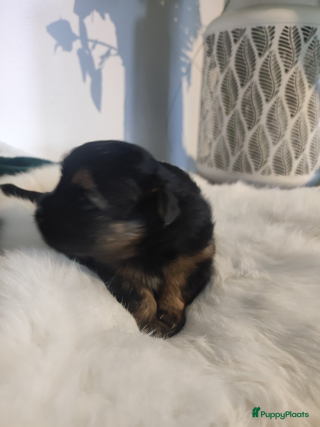 Maltipoo honden te koop: Prachtige pups maltipoo-pomerian in Helmond - Afbeelding 1