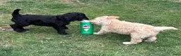 Labradoodle honden te koop: Hele mooie medium Labradoodle pups - Advertentie 5
