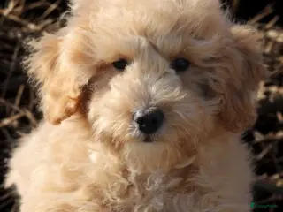 Maltipoo honden Knappe Maltipoo zoekt nieuw baasje - Advertentie 1
