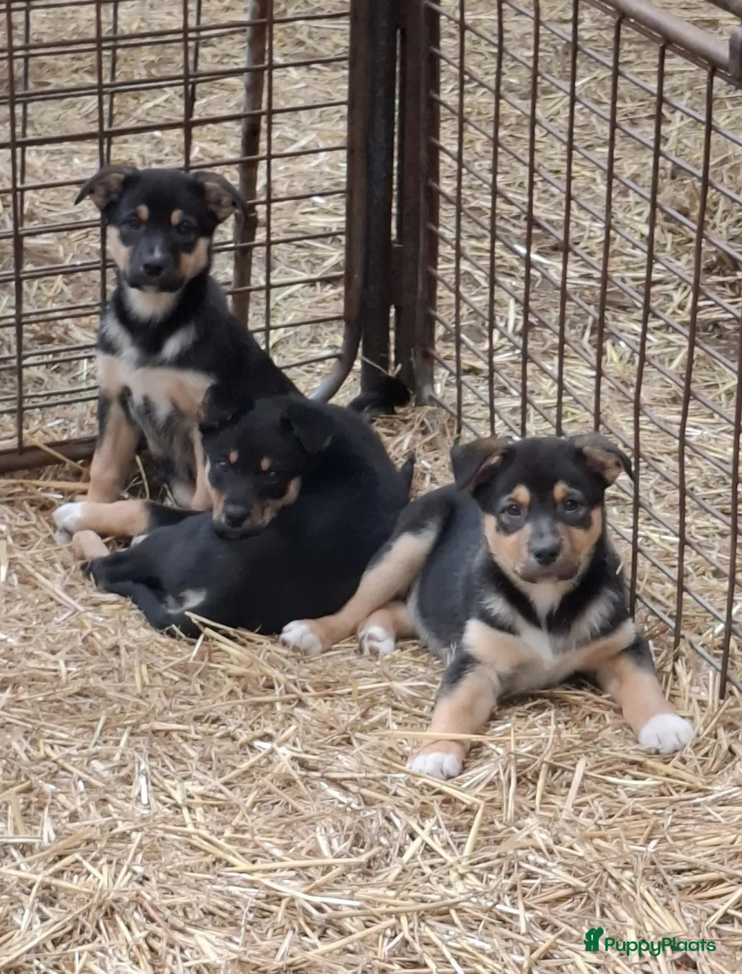 Kruising honden te koop: Prachtige pups Border Collie x Australian Kelpie  - Advertentie 1