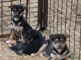 Kruising honden Prachtige pups Border Collie x Australian Kelpie - Advertentie 2