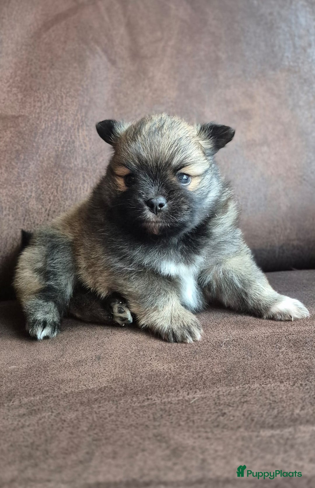 Kruising honden te koop: 3 reutjes - Advertentie 26