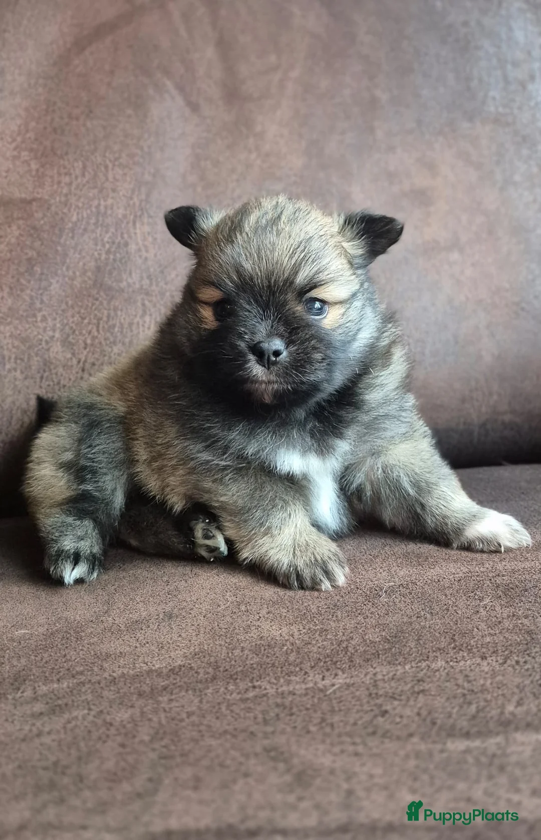 Kruising honden te koop: 3 reutjes - Advertentie 26